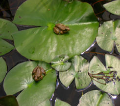 Frogs on Lillipads